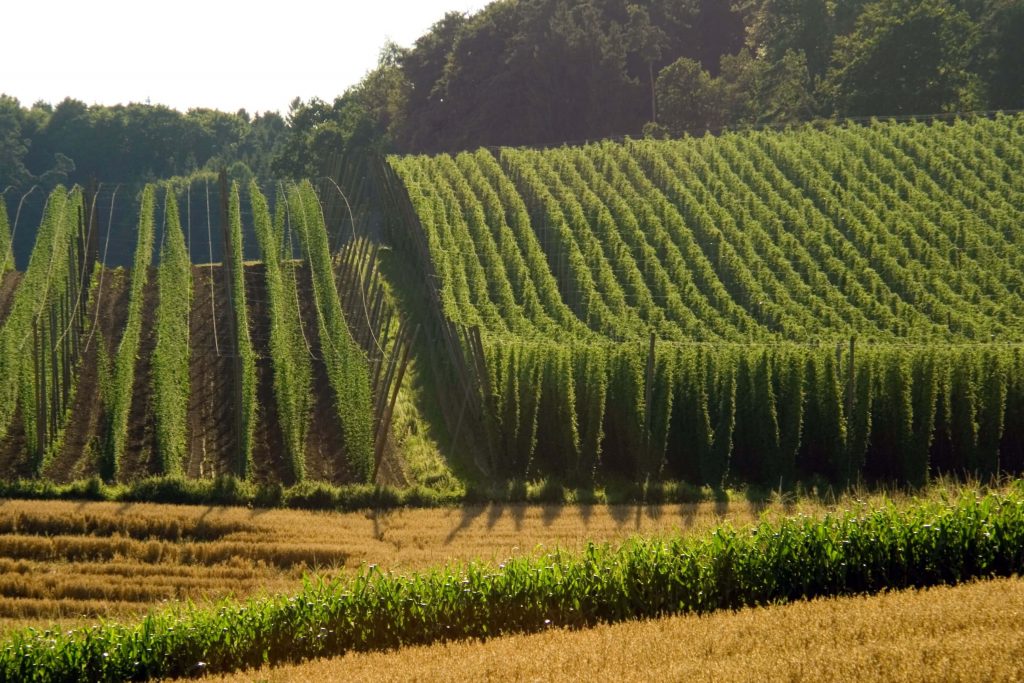 Hop field in Germany
